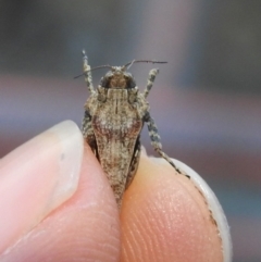 Tetrigidae (family) at Fadden, ACT - 5 Sep 2018 04:54 PM