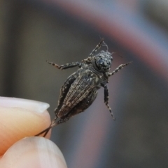 Tetrigidae (family) at Fadden, ACT - 5 Sep 2018 04:54 PM