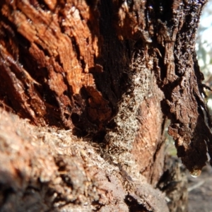 Papyrius nitidus at Belconnen, ACT - suppressed