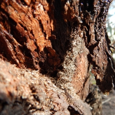 Papyrius nitidus (Shining Coconut Ant) at Aranda Bushland - 31 Aug 2018 by CathB