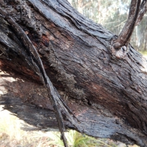 Papyrius nitidus at Belconnen, ACT - suppressed