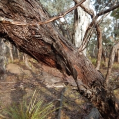 Papyrius nitidus at Belconnen, ACT - suppressed