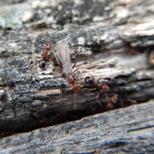 Papyrius nitidus at Belconnen, ACT - 9 Sep 2018