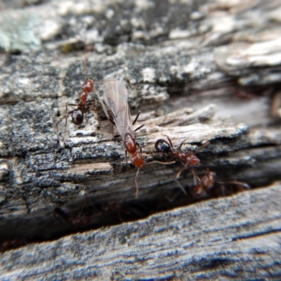 Papyrius nitidus (Shining Coconut Ant) at Belconnen, ACT - 9 Sep 2018 by CathB