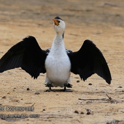 Microcarbo melanoleucos (Little Pied Cormorant) at Undefined - 7 Sep 2018 by CharlesDove