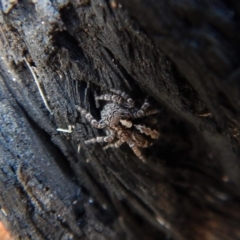 Euophryinae sp. (Mr Stripey) undescribed (Mr Stripey) at Belconnen, ACT - 5 Sep 2018 by CathB