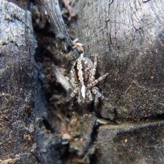 Euophryinae sp. (Mr Stripey) undescribed at Belconnen, ACT - 5 Sep 2018