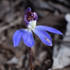 Cyanicula caerulea (Blue Fingers, Blue Fairies) at Canberra Central, ACT - 9 Sep 2018 by RobertD