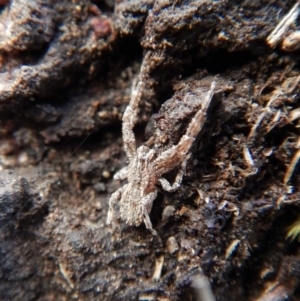 Stephanopis sp. (genus) at Belconnen, ACT - 7 Sep 2018