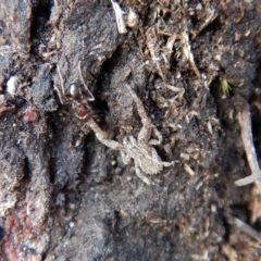 Stephanopis sp. (genus) at Belconnen, ACT - 7 Sep 2018