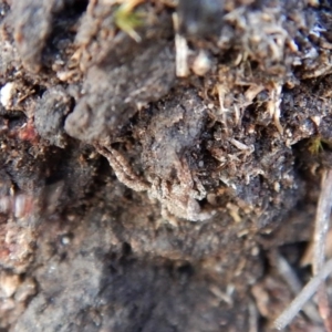 Stephanopis sp. (genus) at Belconnen, ACT - 7 Sep 2018