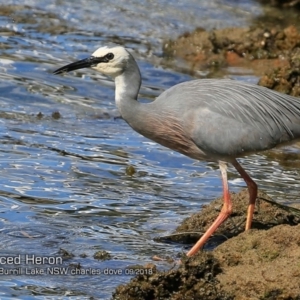 Egretta novaehollandiae at Burrill Lake, NSW - 5 Sep 2018 12:00 AM