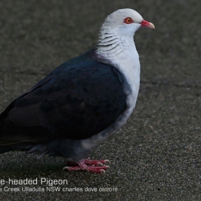 Columba leucomela (White-headed Pigeon) at Ulladulla, NSW - 6 Sep 2018 by CharlesDove