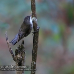 Cormobates leucophaea (White-throated Treecreeper) at Ulladulla, NSW - 6 Sep 2018 by CharlesDove