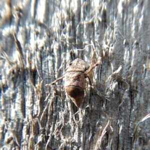 Cicadellidae (family) at Dunlop, ACT - 7 Sep 2018