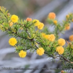 Acacia echinula (Hedgehog Wattle) at South Pacific Heathland Reserve - 30 Aug 2018 by CharlesDove