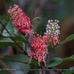 Grevillea macleayana (Jervis Bay Grevillea) at South Pacific Heathland Reserve - 31 Aug 2018 by CharlesDove