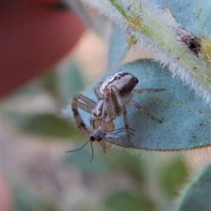 Australomisidia sp. (genus) at Belconnen, ACT - 7 Sep 2018