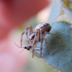 Australomisidia sp. (genus) at Belconnen, ACT - 7 Sep 2018