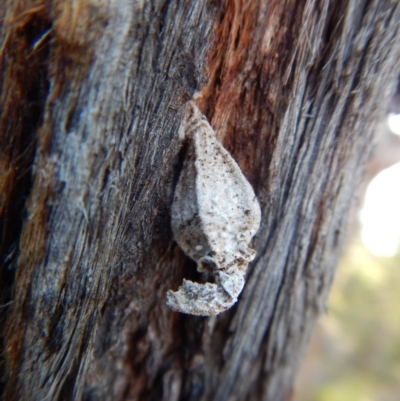 Hyalarcta nigrescens (Ribbed Case Moth) at Dunlop, ACT - 7 Sep 2018 by CathB
