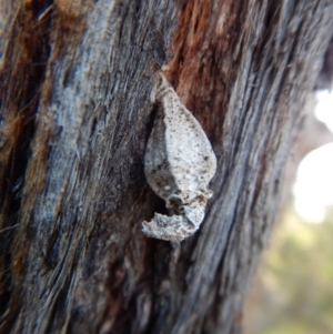 Hyalarcta nigrescens at Dunlop, ACT - 7 Sep 2018