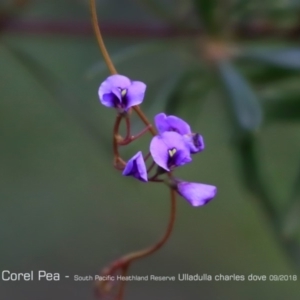 Hardenbergia violacea at South Pacific Heathland Reserve - 31 Aug 2018 12:00 AM