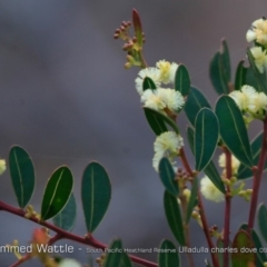 Acacia myrtifolia (Myrtle Wattle) at South Pacific Heathland Reserve - 30 Aug 2018 by CharlesDove