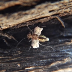 Psocodea 'Psocoptera' sp. (order) (Unidentified plant louse) at Aranda Bushland - 8 Sep 2018 by CathB