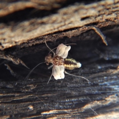 Psocodea 'Psocoptera' sp. (order) (Unidentified plant louse) at Aranda Bushland - 8 Sep 2018 by CathB