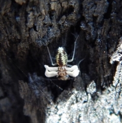 Psocodea 'Psocoptera' sp. (order) at Belconnen, ACT - 9 Sep 2018