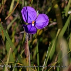 Patersonia (genus) at South Pacific Heathland Reserve - 31 Aug 2018 by CharlesDove