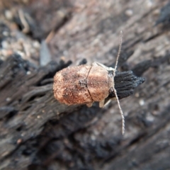 Cadmus (Cadmus) gigas (Leaf beetle) at Belconnen, ACT - 9 Sep 2018 by CathB