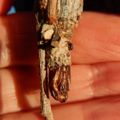 Clania ignobilis (Faggot Case Moth) at Cook, ACT - 26 Mar 2018 by CathB