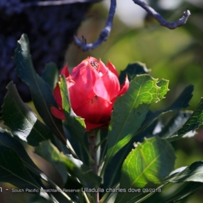 Telopea speciosissima (NSW Waratah) at South Pacific Heathland Reserve - 31 Aug 2018 by CharlesDove