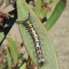 Acyphas semiochrea (Omnivorous Tussock Moth) at Theodore, ACT - 9 Sep 2018 by owenh