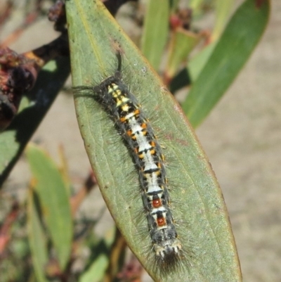 Acyphas semiochrea (Omnivorous Tussock Moth) at Tuggeranong Hill - 8 Sep 2018 by Owen