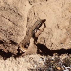 Ctenotus taeniolatus (Copper-tailed Skink) at Aranda Bushland - 9 Sep 2018 by Christine