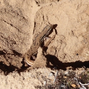 Ctenotus taeniolatus at Aranda, ACT - 9 Sep 2018