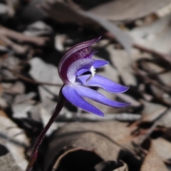 Cyanicula caerulea (Blue Fingers, Blue Fairies) at Aranda, ACT - 9 Sep 2018 by Christine