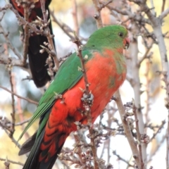 Alisterus scapularis (Australian King-Parrot) at Conder, ACT - 26 Aug 2018 by MichaelBedingfield