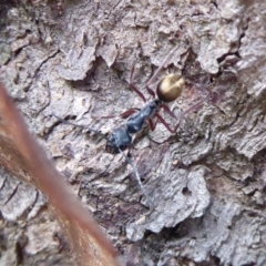Camponotus suffusus (Golden-tailed sugar ant) at Aranda Bushland - 9 Sep 2018 by Christine