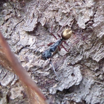 Camponotus suffusus (Golden-tailed sugar ant) at Aranda, ACT - 9 Sep 2018 by Christine