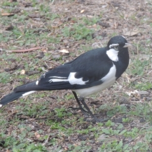 Grallina cyanoleuca at Conder, ACT - 26 Aug 2018 04:59 PM