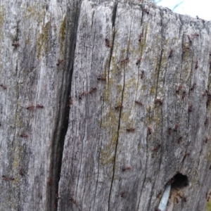 Papyrius nitidus at Belconnen, ACT - 9 Sep 2018