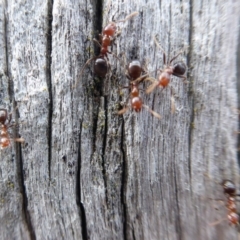 Papyrius nitidus at Belconnen, ACT - 9 Sep 2018