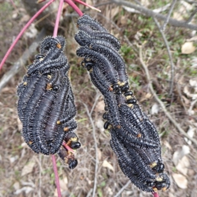 Perga sp. (genus) (Sawfly or Spitfire) at Belconnen, ACT - 9 Sep 2018 by Christine