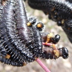 Perga sp. (genus) at Belconnen, ACT - 9 Sep 2018 10:31 AM