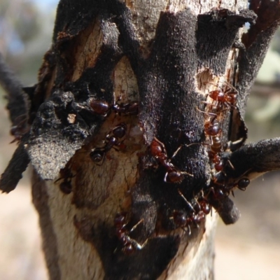 Formicidae (family) (Unidentified ant) at Aranda Bushland - 9 Sep 2018 by Christine