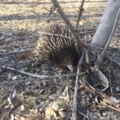 Tachyglossus aculeatus (Short-beaked Echidna) at Mulligans Flat - 8 Sep 2018 by Mothy