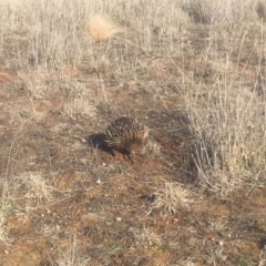 Tachyglossus aculeatus (Short-beaked Echidna) at Mulligans Flat - 8 Sep 2018 by Mothy